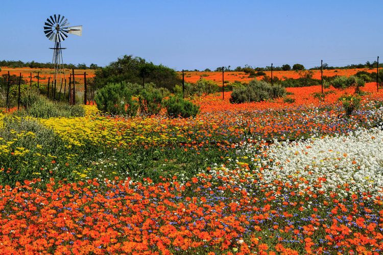 Namaqualand, South Africa © Marie-Anne AbersonM/Shutterstock